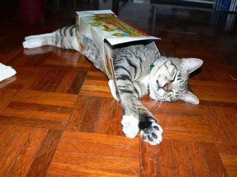 15 Cute Cats in Boxes | Amazing Creatures