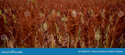 Sorghum Field Sunset Background Stock Photo - Image of spike, sunset: 96909510