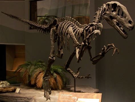 reality. scale. massive. | Dinosaur bones, Dinosaur fossils, Fossils