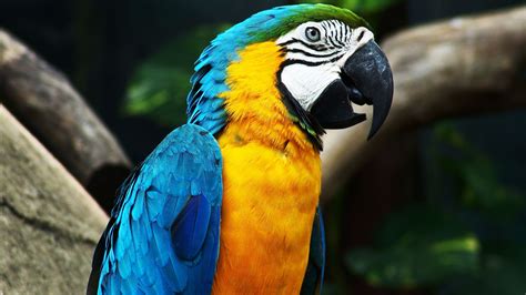 Cute Parrot HD Wallpaper | Parrot wallpaper, Colorful parrots, Parrot