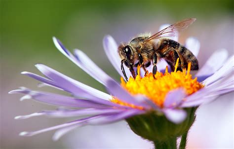 Africanized Bees - LA West Vector