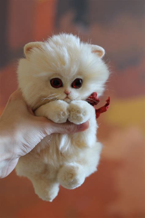 Albino kitten by Irentoys on DeviantArt