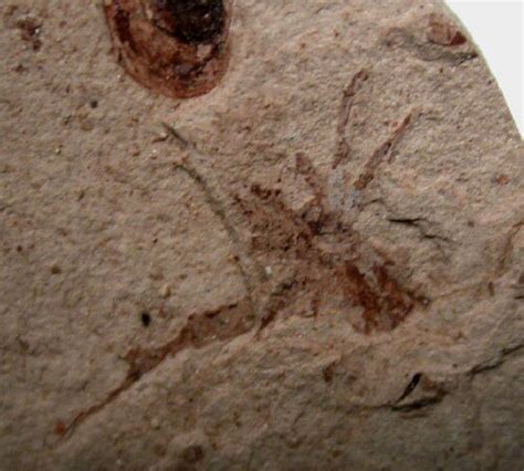 Lower Cretaceous Spider Fossil