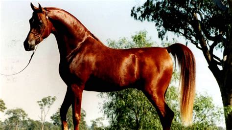 Arabian horse. colors. - YouTube