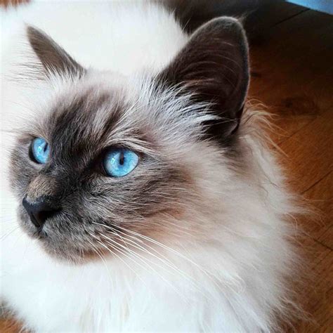 Are Birman Cats Aggressive: Debunking the Myth – CatsInfo