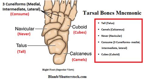 Foot Bones Anatomy and Mnemonic (Tarsals, Metatarsals, Phalanges)