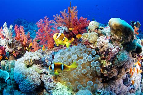 12 Gorgeous Animals of the Coral Reef in 2021 | Red sea diving, Red sea ...