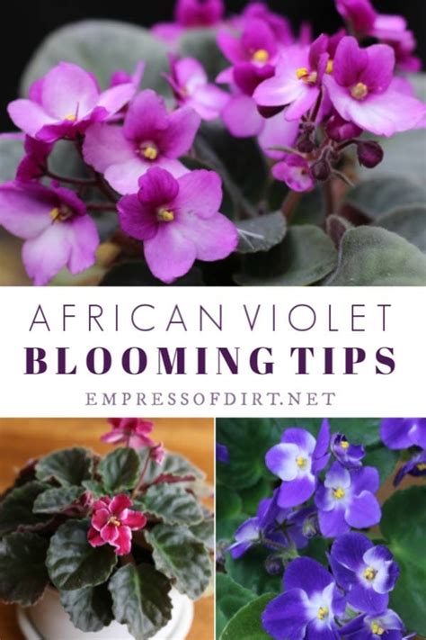 African Violets Not Blooming? What You Can Do Right Now | Empress of Dirt