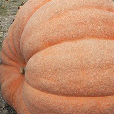 Atlantic Giant Pumpkin Seeds 2 g ~5 Seeds - Non-GMO, Heirloom, Open Pollinated - Vegetable ...