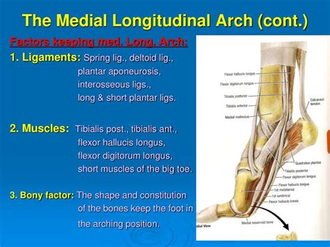 PPT - Arches of the foot PowerPoint Presentation - ID:1453796