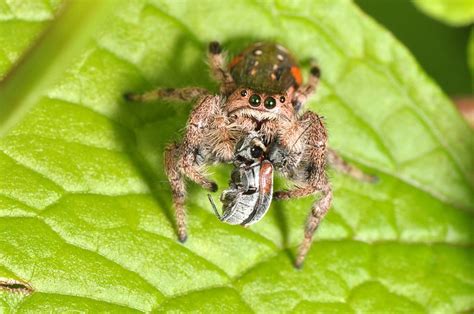 Investigating Community Food Webs: The Ecological Importance of Spiders ...