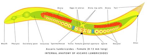 Ascaris Labeled Diagram