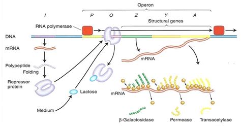 Lac operon- Definition, structure, Inducers, diagram