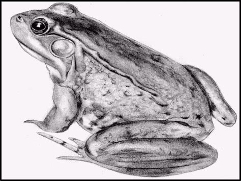 Frog - Drawing Skill