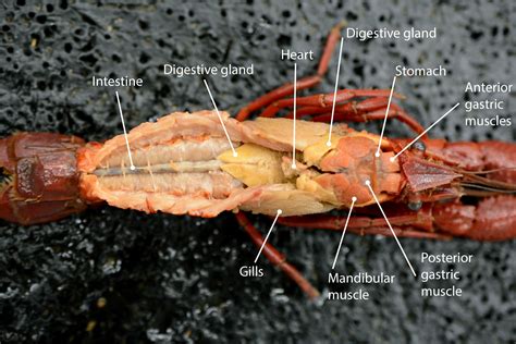 Anatomy Of Crayfish