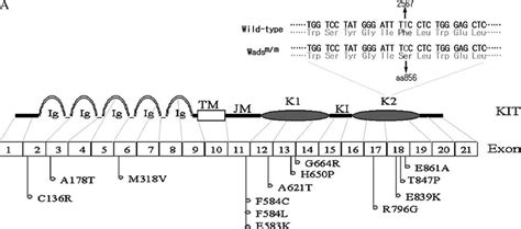 -Structure and point mutations of human KIT protein. (A) Top, the ...