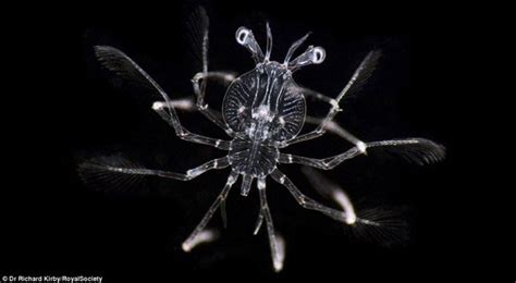 Unexpected beauty of plankton under a microscope