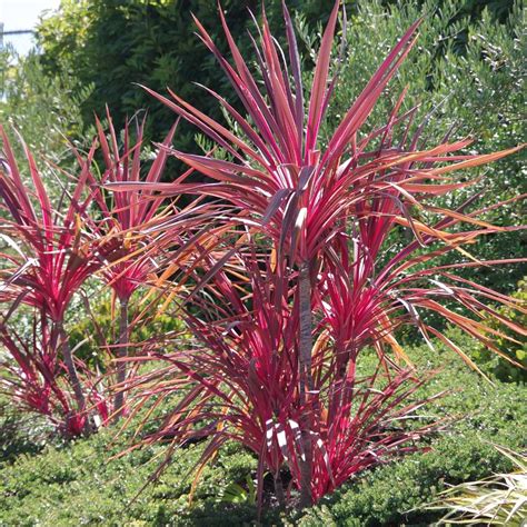 Types Of Dracaena Plants | Indoor & Outdoor Varieties | HRC