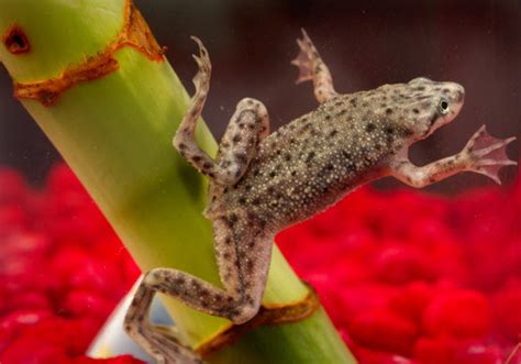 Dwarf Congo Frogs | Trimar Aquaria