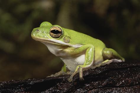 A Guide to Caring for American Green Tree Frogs as Pets