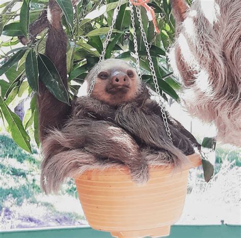 Laziest sloth in the world : r/aww