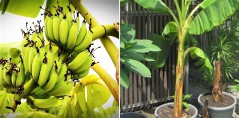 Growing Banana in Containers - A Full Guide | Gardening Tips