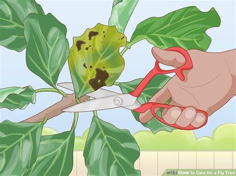 5 Ways to Care for a Fig Tree - wikiHow