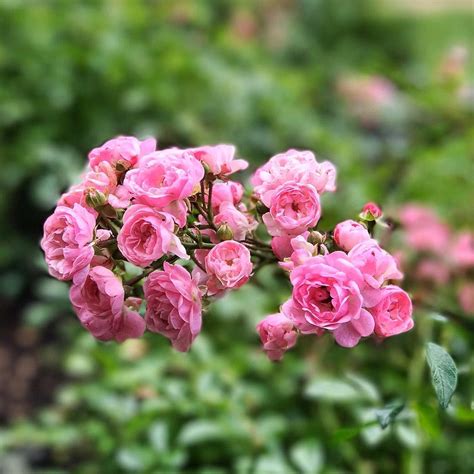 15 Types Of Miniature Roses By Color - SONG OF ROSES