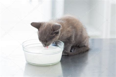 Kitten drinking milk from bowl — Stock Photo © Wavebreakmedia #42929077