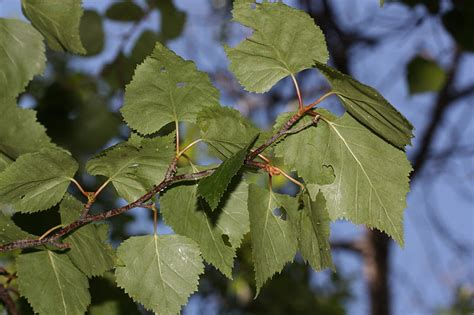 Betula papyrifera - Jersey-Friendly Yards