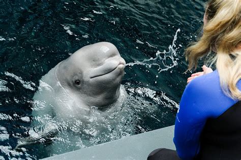 Beluga Whale | Animal Encounter & Experience | Georgia Aquarium