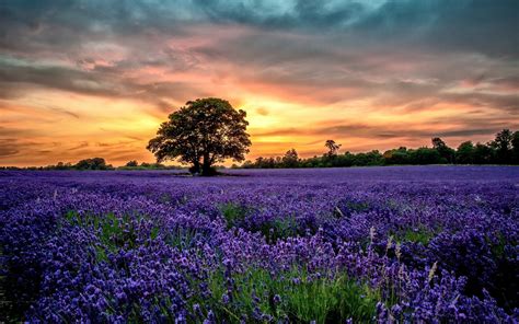 Online crop | lavender flower field, nature, landscape, lavender, sunset HD wallpaper ...