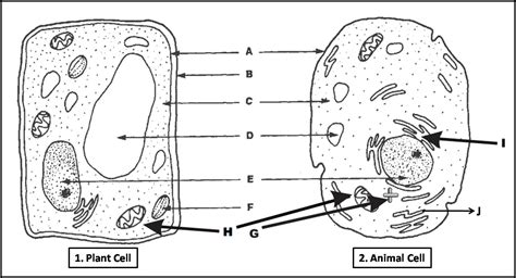 Plant Cell Diagram 7 Parts