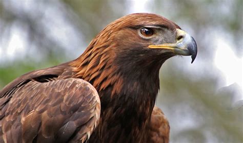 The golden eagle, an emblematic bird of Mexico