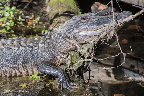 American Alligators Part 1 – Adults & Habitat | Photos by Donna