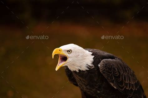 Close-up photograph of a majestic bald eagle, with its beak open Stock ...