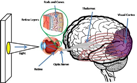 Anatomy Of Visual Pathway