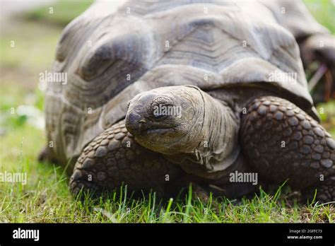 Aldabra giant tortoise Stock Photo - Alamy