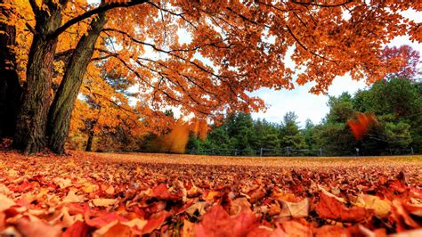 an autumn scene with leaves on the ground and trees in the background