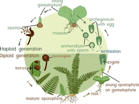 Fern Gametophyte with Attached Young Sporophyte Stock Vector - Illustration of plant ...