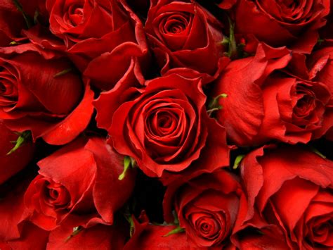 Red roses wallpaper | Wallpaper Wide HD