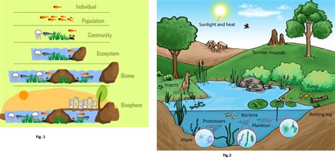 What is the difference between organism, population, community, ecosystem, biome and biosphere