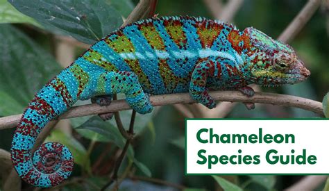 Carpet Chameleon Lifespan In Captivity - Carpet Vidalondon