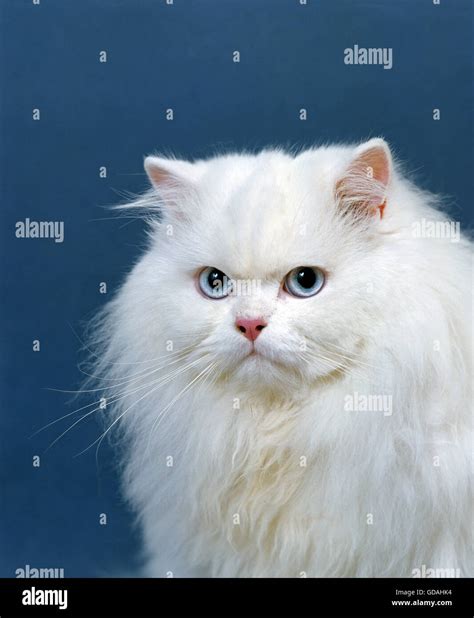 Potrait of White Persian Domestic Cat with Blue Eyes Stock Photo - Alamy