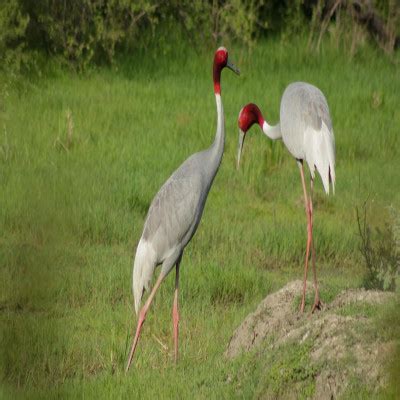 Keoladeo National Park - History, Location, Details, Ticket Price, Timings | Adotrip