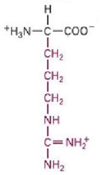 Bio Gallery: Arginine Molecular Structure