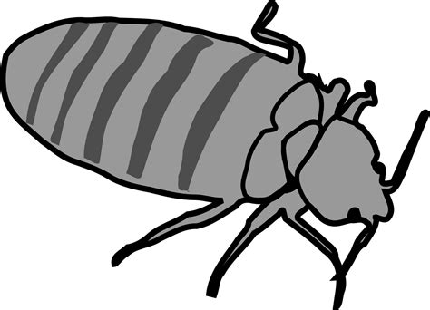 clipart bed bugs 20 free Cliparts | Download images on Clipground 2024