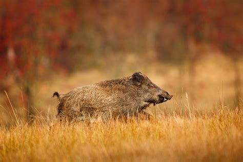 Wild Hog Hunting Tips: Where To Shoot Them | Outdoor Warrior