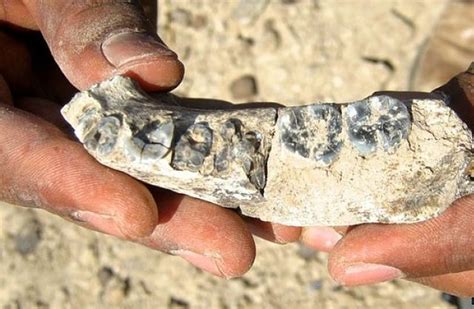 Oldest Human Fossil Unearthed in Ethiopia at Tadias Magazine