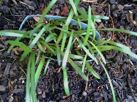 Propagating Amaryllis Seeds by Floating - Garden.org